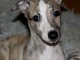 Chiots Whippet a donner 