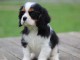 chiot cavalier king charle femelle a donner 