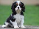 chiot cavalier king charle femelle a donner 