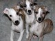 Chiots Whippet &agrave; donner 