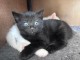 chaton disponible pour adoption 