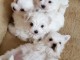 chiot bichon maltais m&acirc;le a donner 