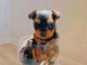 chiot Yorkshire disponible &agrave; donner 