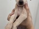 Chiot Petit Levrier Italien &agrave; vendre