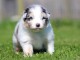 B&eacute;b&eacute; chiot berger australien lof 
