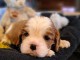 Magnifique chiot cavalier king charle 