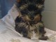 chiot Yorkshire disponible a rechercher d