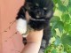 chiot spitz nain a donner 