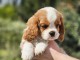 chiot cavalier king charle femelle &agrave; donner 