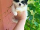 chiot spitz nain a adopter 