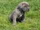 chiot cane Corso m&acirc;le a donner 