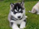 chiot husky sib&eacute;rien &agrave; donner 