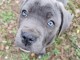 Adoption chiot cane corso disponible 