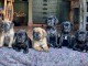 chiot cane corso pour adoption 