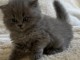 Chatons British Shorthair et Longhair m&acirc;le a donner 