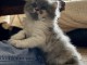Chatons British Shorthair et Longhair femelle a donner 