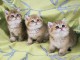 Chatons British Shorthair et Longhair a donner 