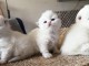 Chatons British Shorthair et Longhair a donner 