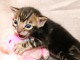 Chaton Bengal m&acirc;le a donner 