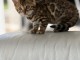A donner contre bon soin chatons Bengal 