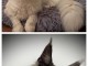 Maine coon adorable a donner 