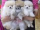 chiot spitz allemand &agrave; donner 
