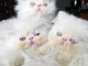 chaton persan pour adoption 