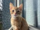 chaton roux disponible a donner 