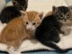 Adoption chatons maine coon adorable 