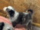 chiot berger australien femelle a donner 
