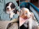 Adoption chiot berger australien 