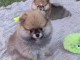 chiot spitz nain disponible 