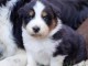chiot berger australien lof m&acirc;le a donner 