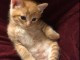 chaton roux disponible a donner 