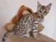 chaton Bengal pour adoption 