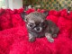 chiot chihuahua femelle a donner 