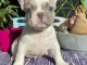 chiot bouledogue fran&ccedil;ais a donner femelle 