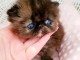 Je donne chaton persan femelle 