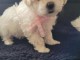 Chiot bichon maltais m&acirc;le a donner 