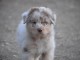 chiot berger australien lof &agrave; donner 