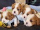 Chiot cavalier king charle femelle et m&acirc;le disponible 