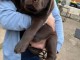 chiot labrador a donner 