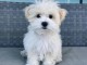 Chiot bichon maltais femelle a donner 