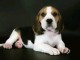 chiot beagle lof femelle a donner 