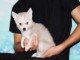 Je donne chiot pomsky m&acirc;le 