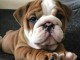 adorable chiot bulldog anglais lof 