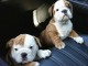 Dons chiot bulldog anglais 