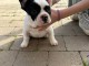 chiot bouledogue fran&ccedil;ais disponible 