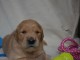 chiot golden retriever m&acirc;le a donner 