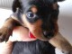 b&eacute;b&eacute; chiot Pinscher nain 